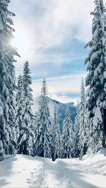 Forest Winter Snow