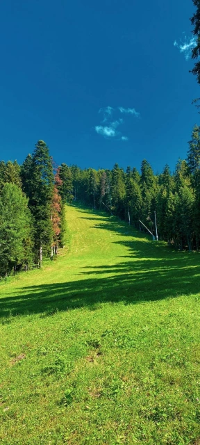Grassy Ski Slope With Trees