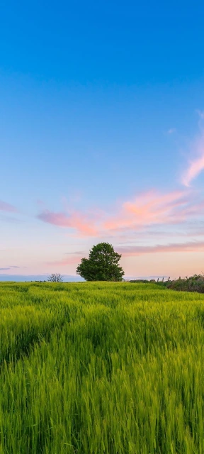 Green Field With Tree at Sunset