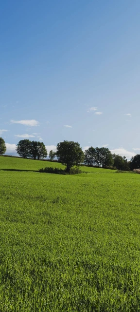 Green Field With Trees Under Blue Sky