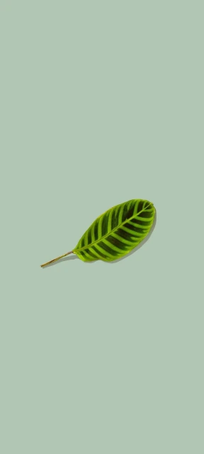 Green Leaf on Pale Background