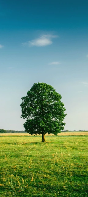 Green Tree in Open Field