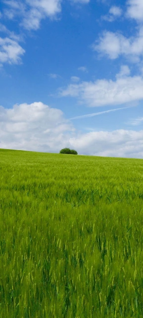 Green Wheat Field With Blue Sky