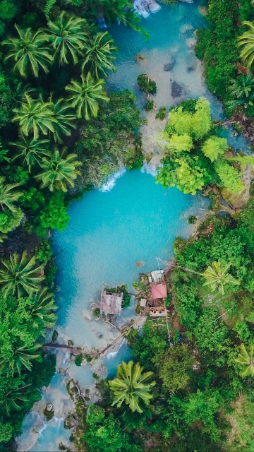 Island Palm Trees Top View