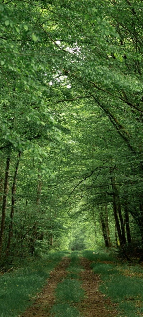 Jungle Road Wallpaper