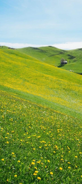 Landscape Mountain Flowers Wallpaper