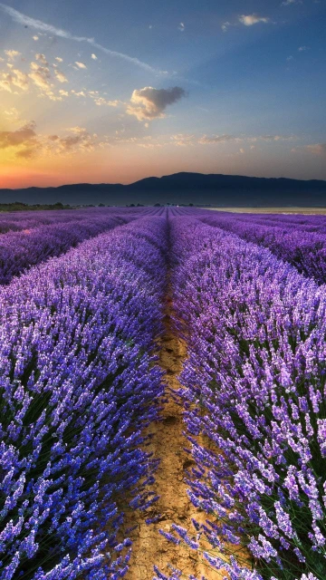 Lavender Field Flowers