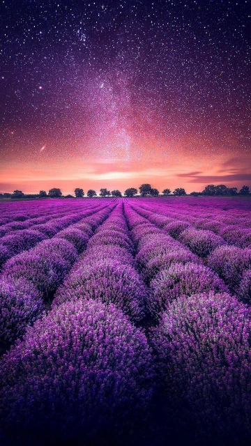 Lavender Field Starry Sky