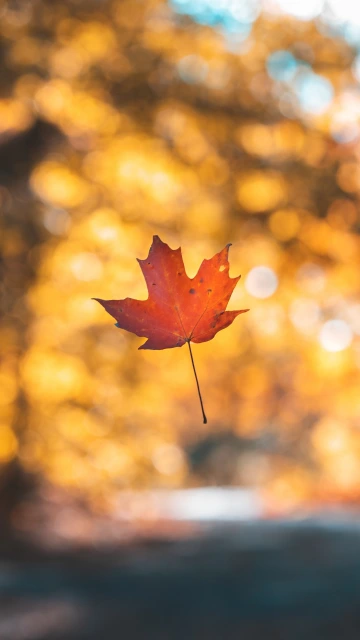 Leaf Maple Autumn