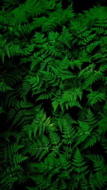 Leaves Plant Green