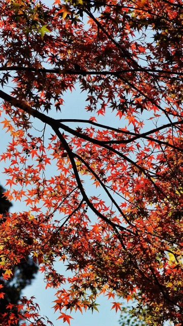 Maple Autumn Trees