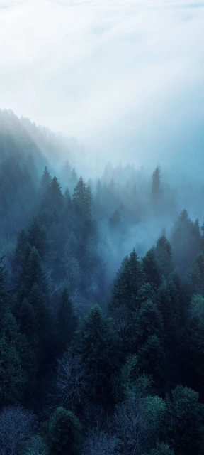 Misty Forest Mountains