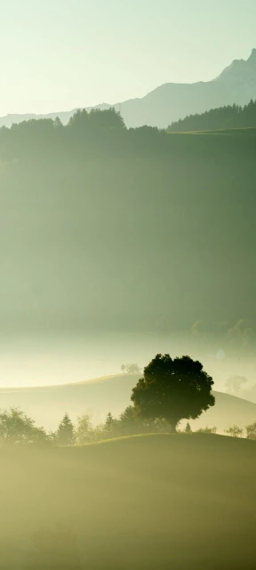 Misty Hills and Solitary Tree