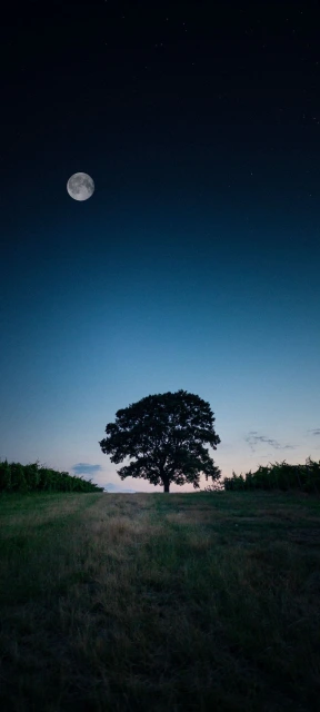 Moon Over Tree at Dusk