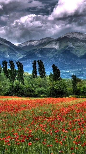 Mountain Field Poppies Landscape