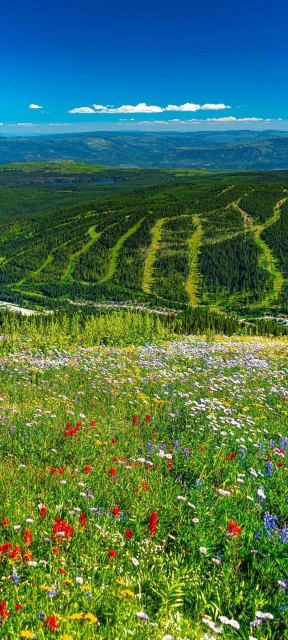 Mountain Flowers Wallpaper
