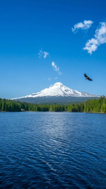Mountain Lake Bird