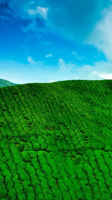 Mountains Tea Plantations Green Height