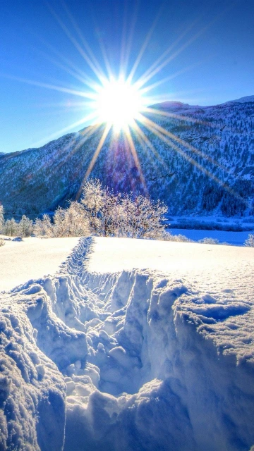 Nature Forest Dawn Winter Mountains