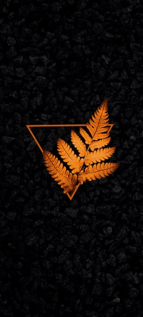 Orange Fern in Triangle on Black Stones