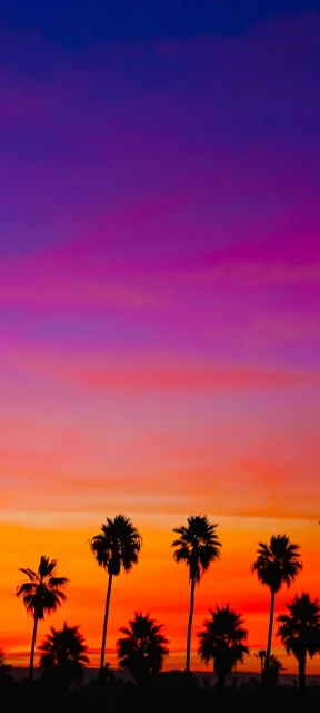 Palm Trees Sunset Silhouette