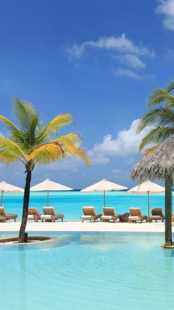 Palm Trees Vacation Sun Beds Pool