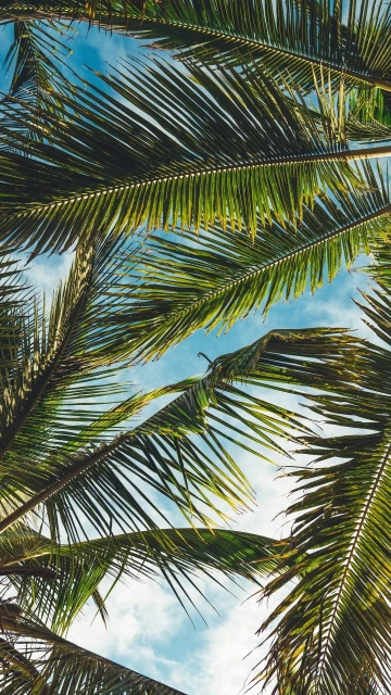 Palms Leaves Branches