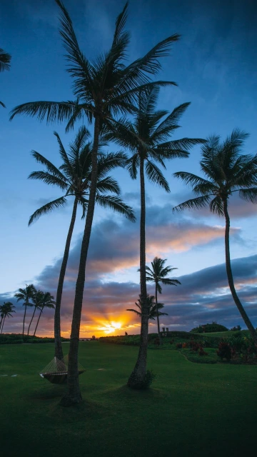Palms Sunset Hammock