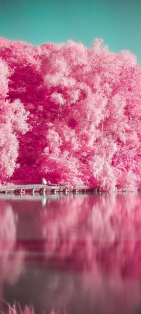 Pink Trees Reflected in Water
