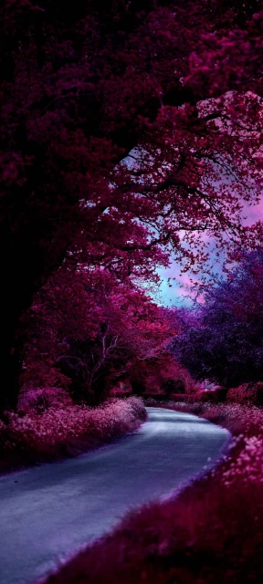 Pink Trees Winding Path