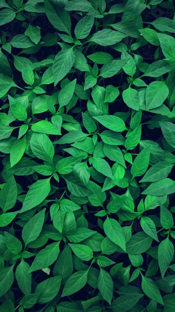Plant Leaves Green