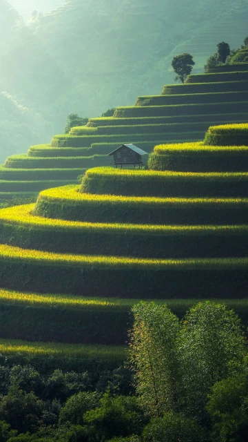 Plantation Rice Agriculture