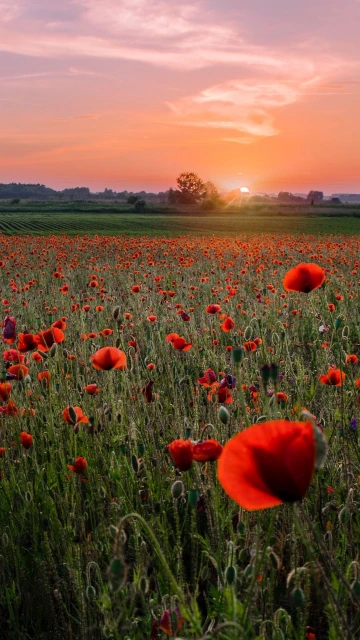 Poppies Field Sunset