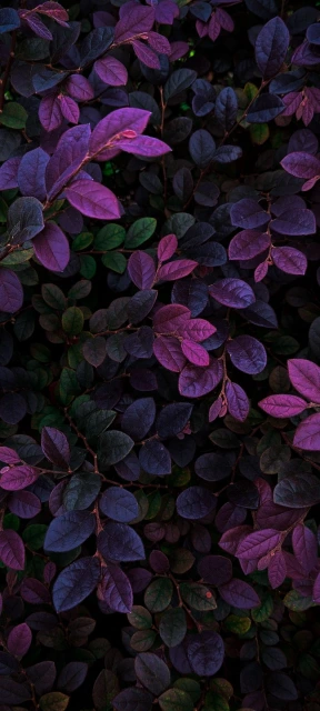 Purple and Green Leaves