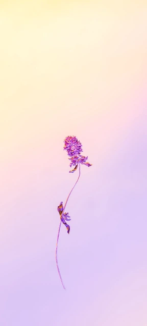 Purple Flower on Gradient Background