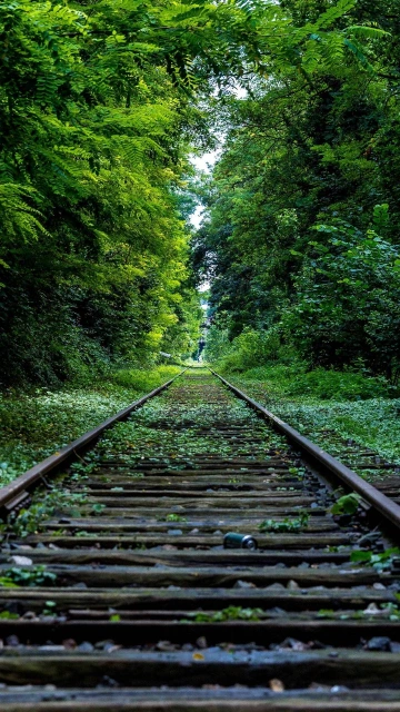 Railroad Track Grass Trees