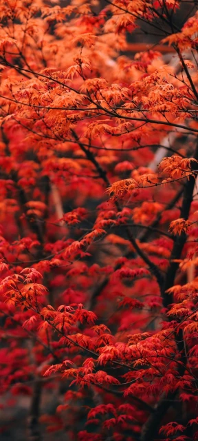 Red Maple Leaves