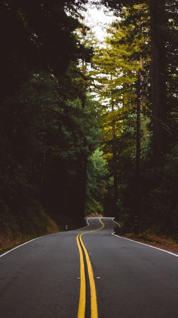 Road Marking Trees