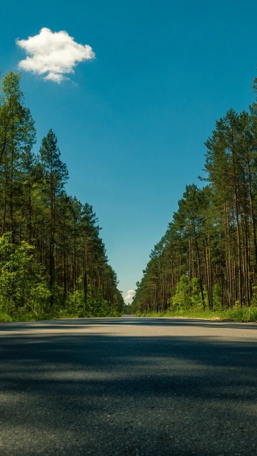 Road Trees Summer