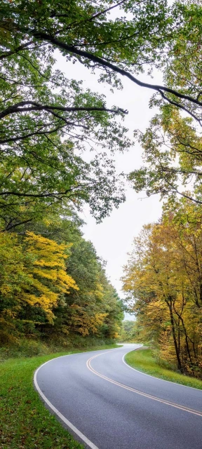 Road Turn Trees Wallpaper