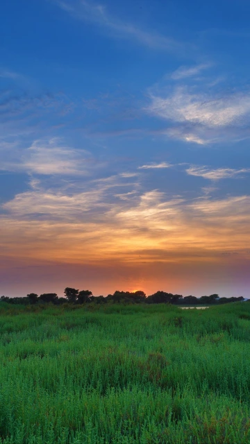 Salicornia Field Sunset