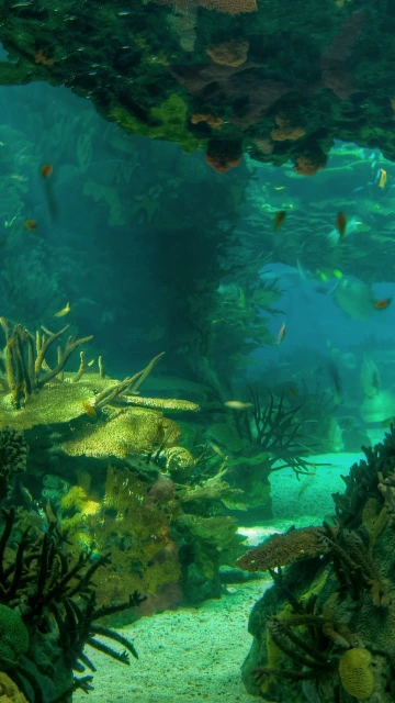 Sea Seabed Landscape