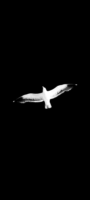 Seagull in Flight Against Black Background
