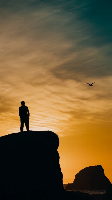Silhouette Rocks Sunset Sea Bird
