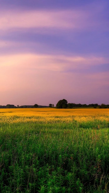 Sky Lilac Shades Field Trees Grass Flowers Summer