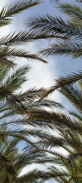 Sky Palm Tree Wallpaper