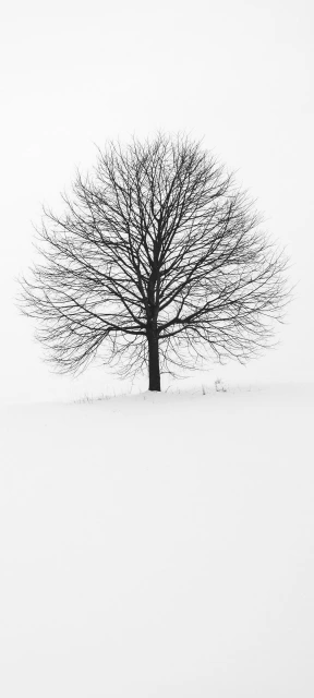 Snowy Tree Silhouette