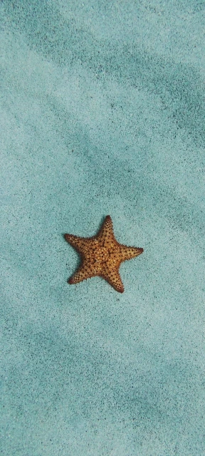 Starfish on Sand
