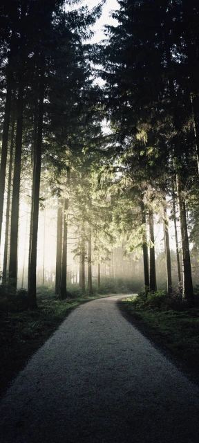 Sunlit Path Through Tall Trees