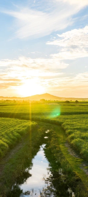 Sunset Over Green Rice Fields